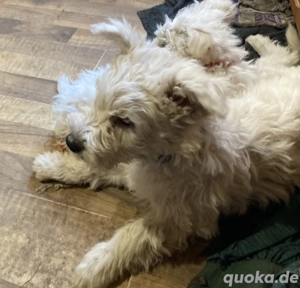 Pumi Welpen zu verkaufen, aus Rumänien