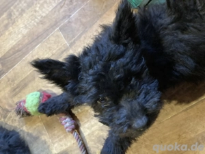 Pumi Welpen zu verkaufen, aus Rumänien, Transport möglich Bild 2