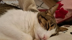 Catsitting, Katzenbetreuung, Katzenpension