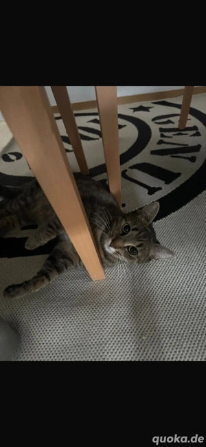 dringend EKH Katze (weiblich ) mit allen möglichen Zubehören abzugeben