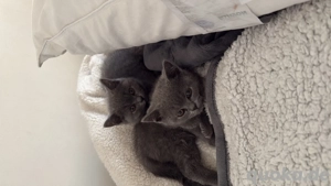 Bkh kitten Kater britisch kurzhaar 