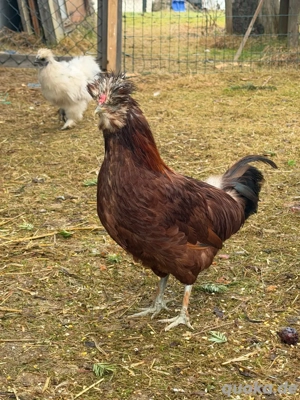 Zwergseidenhuhn Bild 5