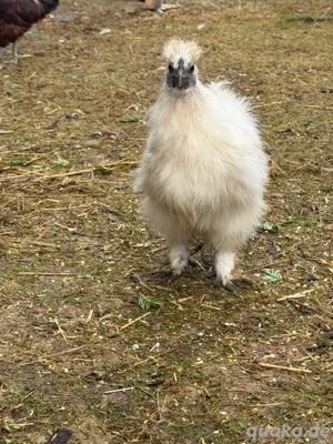 Zwergseidenhuhn Bild 4