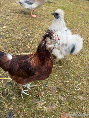 Zwergseidenhuhn Bild 2