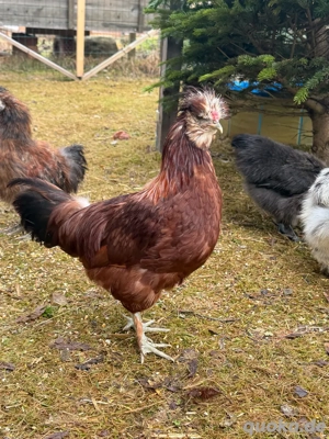 Zwergseidenhuhn Bild 3