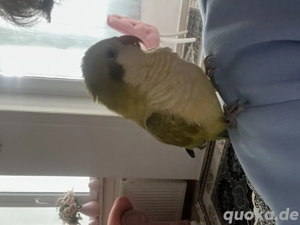 Mönchensittich weiblich sehr zahm 