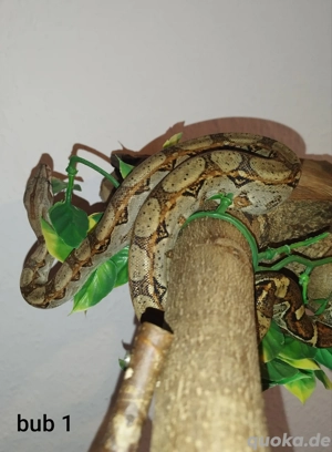    5  Boa-Nachzuchten (männlich) abzugeben