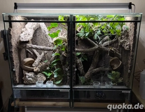 Terrarien Anlage + Kronengecko 