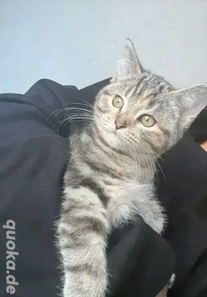    Süße (bhk) britisch kurzhaar Katzenbabys suchen ein liebevolles Zuhause   
