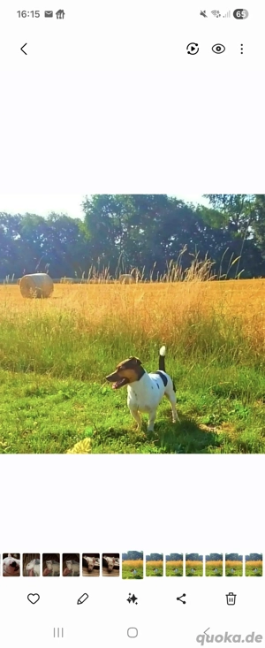 Suchen welpen in umgebung !