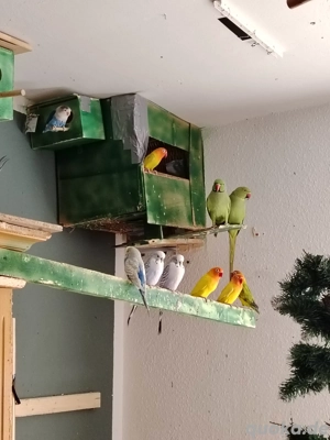 Ich habe Vögel zu verkaufen. 