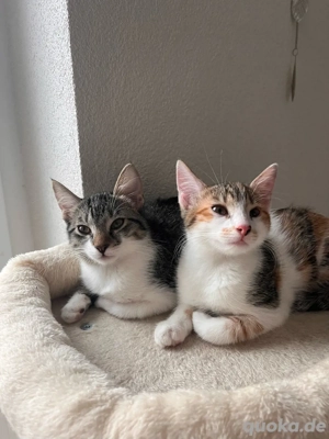 Zwei weibliche Babykatzen, geboren am 03.10.25  -  nur zusammen abzugeben
