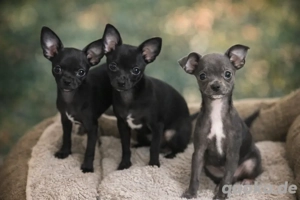 Zum Reservierung Chihuahua