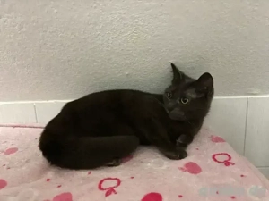 Siam - BKH Mix 2 Jahre 