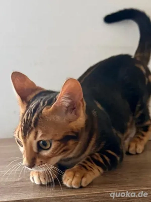 Bengal Kitten