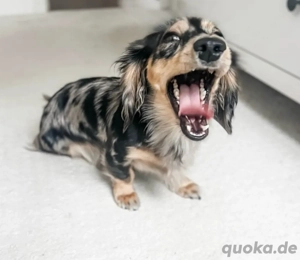 Dackelwelpe sucht ein neues Zuhause.