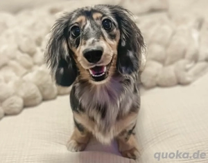 Dackelwelpe sucht ein neues Zuhause.