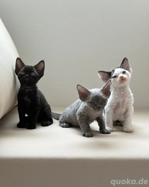 Bezauberndes und süßes Devon Rex-Kätzchen abzugeben