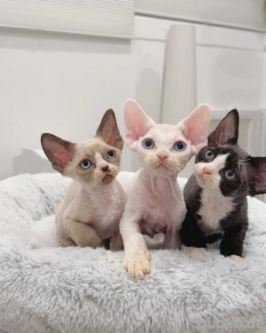 Wunderschöne Cornish Rex zu verkaufen   Elegant, verspielt & einzigartig! 