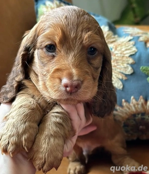 Dackelwelpe sucht ein neues Zuhause.