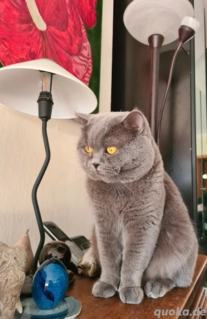 Sehr schöner BKH Deckkater! Erfahren.Stammbaum!