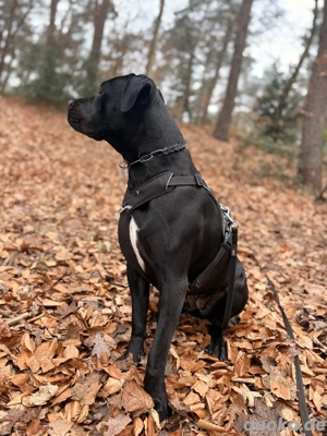 Cane Corso Abzugeben 