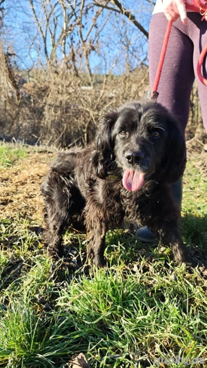 *BENNY* Der liebe, ausgeglichene Senior sucht ein ruhiges Zuhause