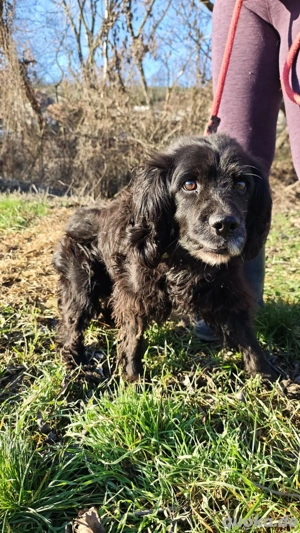 *BENNY* Der liebe, ausgeglichene Senior sucht ein ruhiges Zuhause - image 5