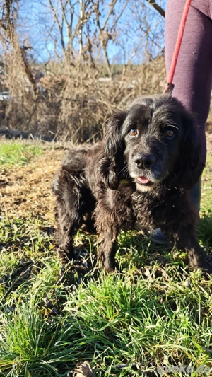 *BENNY* Der liebe, ausgeglichene Senior sucht ein ruhiges Zuhause - image 6