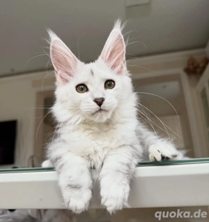 Reinrassige schöne Main Coon Kitten mit Stammbaum