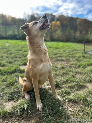 *PRINZ* - ein treuer Gefährte, freundlich, menschenbezogen, aktiv