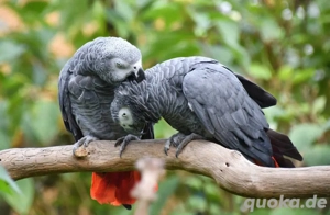 Nehme ihre Graupapagein oder Kakadu auf. Pflegeeltern.