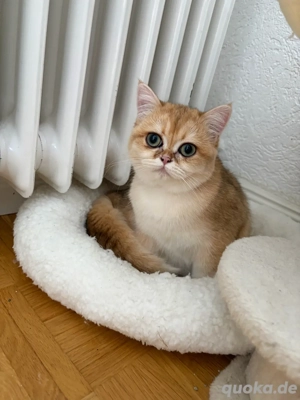 Bkh black golden shell 