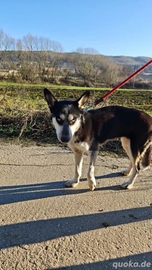 *VIKY* ist eine Huskyhündin. Hier sollte etwas Erfahrung mit dieser Rasse vorhanden sein.  