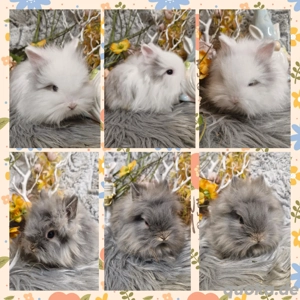 Zwergkaninchen, Löwenkopf, Teddyzwerg Hase