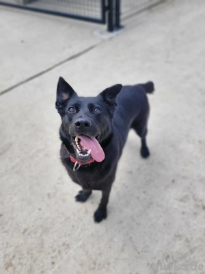 *SANTE* Ich bin lieb, menschenbezogen, sozial, sauber, lernwillig und leinenführig