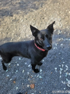 *SANTE* Ich bin lieb, menschenbezogen, sozial, sauber, lernwillig und leinenführig