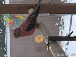 5 Bourkesittiche,rosa,aus Kalthaltung