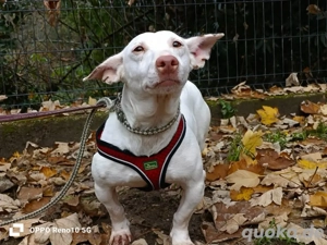 Ich heiße   JORAH und hätte so gerne ein Zuhause