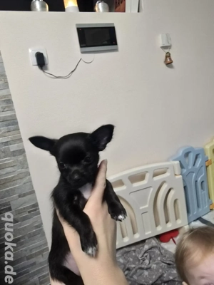 Chihuahua Welpen 2 Hündinnen und 2 Rüden 