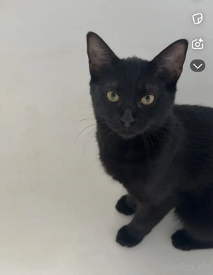 Bombay Jungkatze 6 Monate 