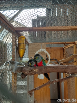 Zwei Rotbauchsittichhähne abzugeben