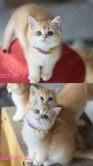 Zuckersüße black golden BKH Kitten 