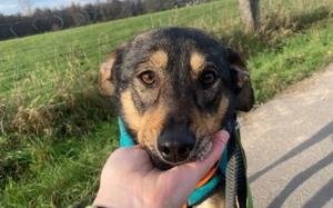 Daphne sucht ein verständnisvolles Zuhause