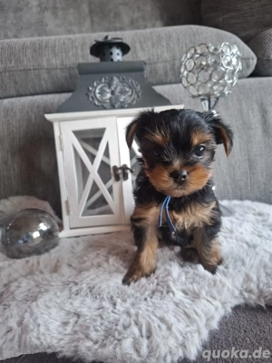 Kleine Yorkshire Dame sucht Familie