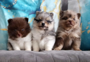 Wunderschöne reisrassige Pomeranian (Zwergspitz)  Welpen Bild 8