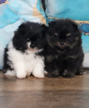 Wunderschöne reisrassige Pomeranian (Zwergspitz)  Welpen Bild 3