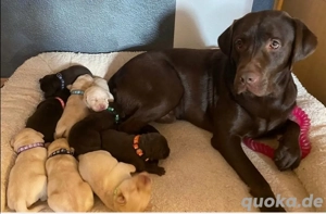 Reinrassige Labrador Deckrüde mit viel Erfahrung  Bild 5