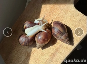 Lissachatina Fulica achatschnecke riesenschnecke