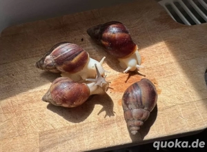 Lissachatina Fulica achatschnecke riesenschnecke